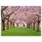 Designart - Stunning Cherry Blossoms Plenitude - Landscape Canvas Art Print